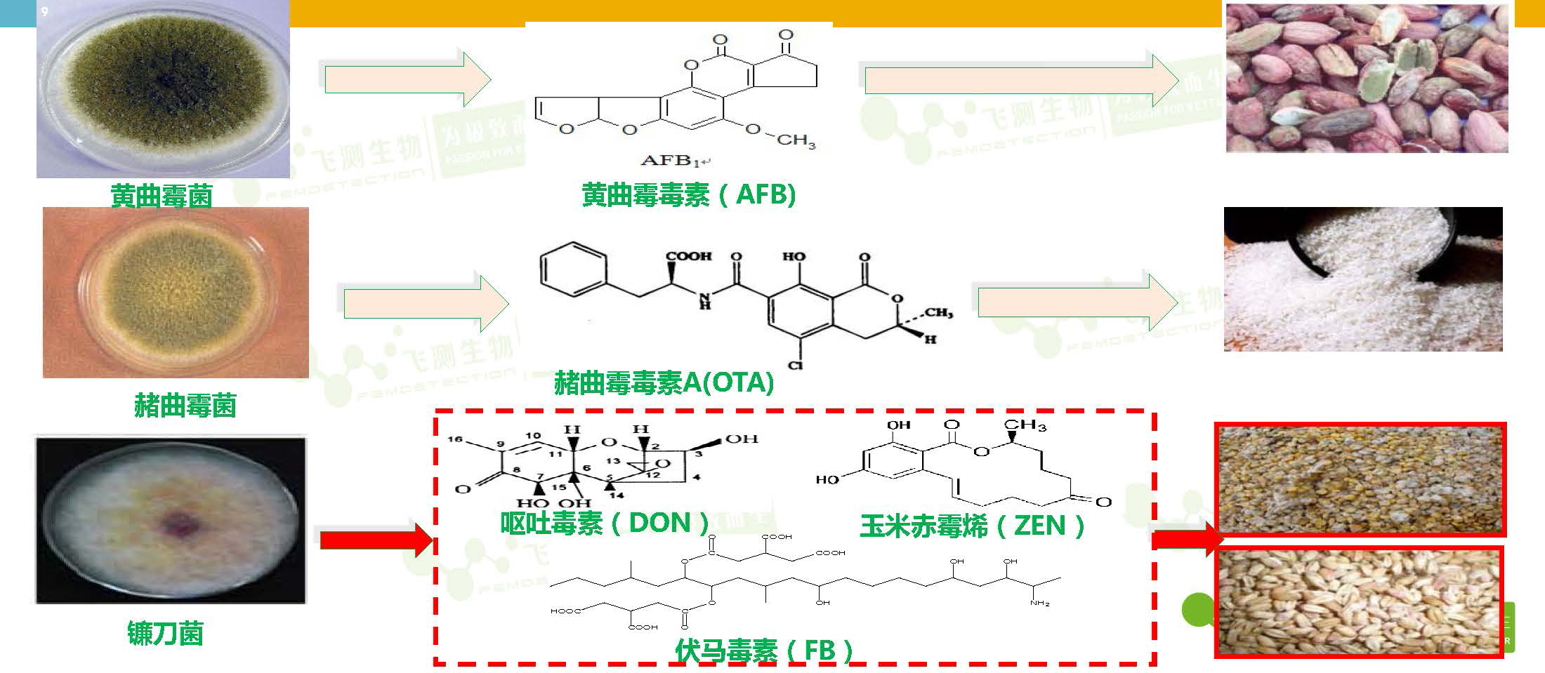 糧食中主要產(chǎn)毒霉菌及其真菌毒素