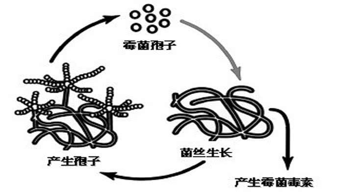 霉菌毒素生長(zhǎng)情況